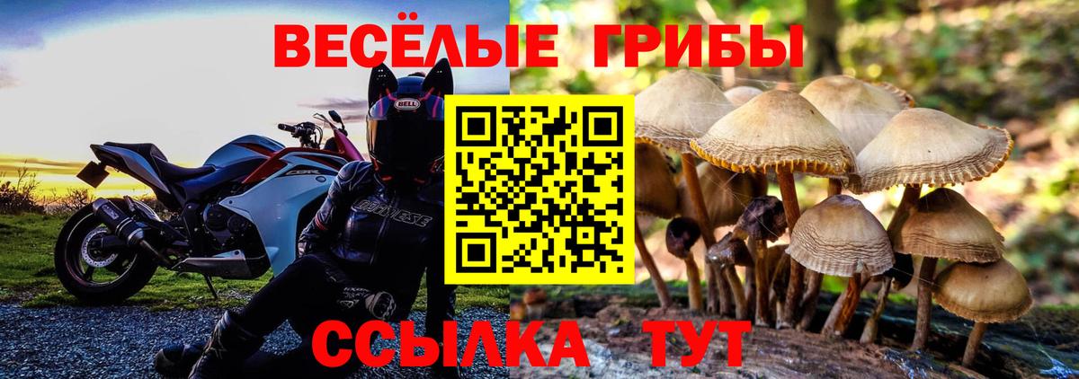 Галлюциногенные грибы Psilocybe Касимов